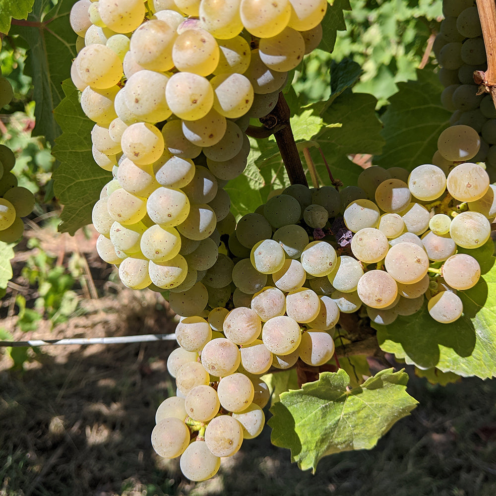 Tesch Unplugged Riesling Trocken 2024